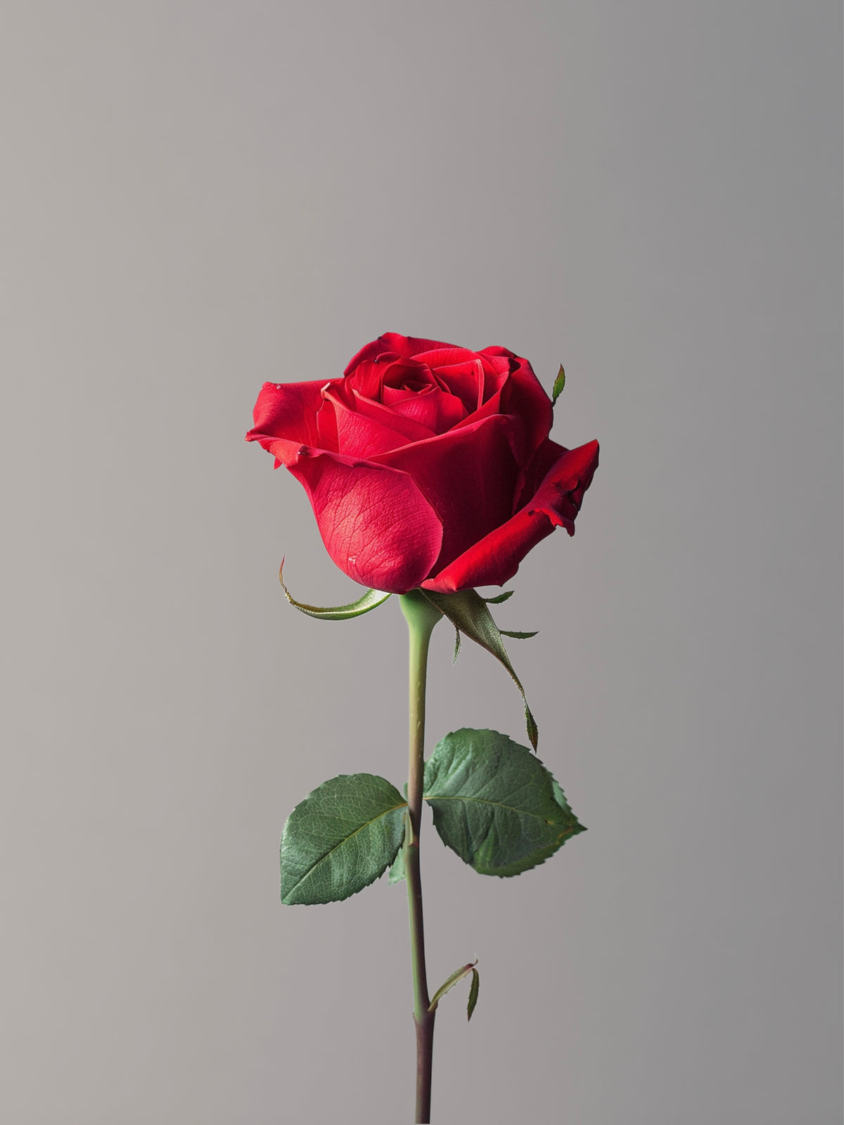 Arthur’s Rose