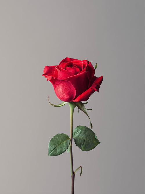Arthur’s Rose